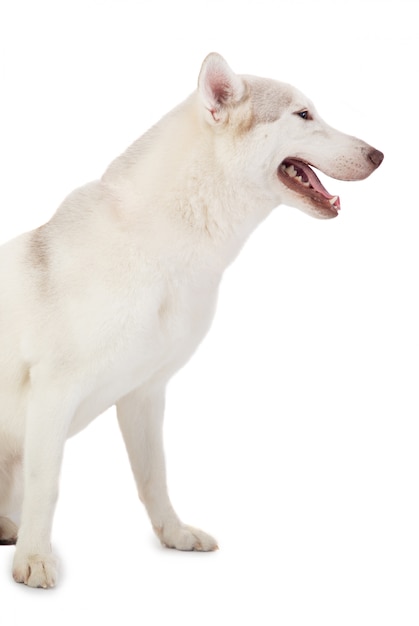 Wspaniały siberian husky