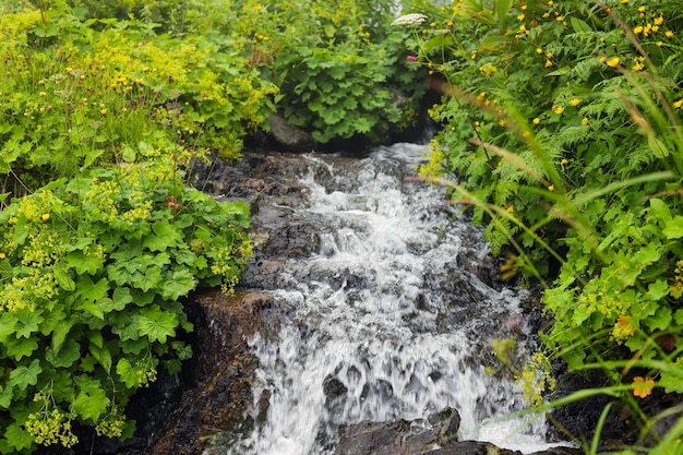 Wspaniały strumień płynący przez zieleń
