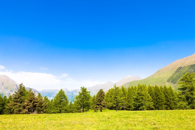 Wspaniały widok na włoskie Alpy na tle lasu w letni dzień. Region Piemont - Północne Włochy.