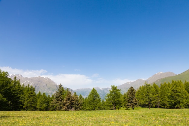 Wspaniały widok na włoskie Alpy na tle lasu w letni dzień. Region Piemont - Północne Włochy.