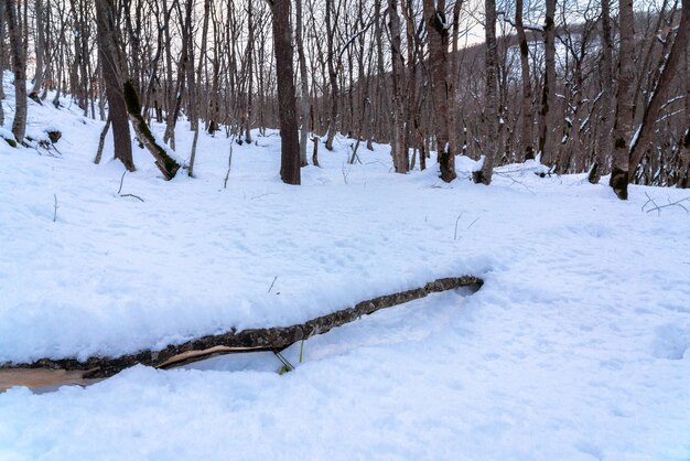 Wspaniały zimowy las, pokryte śniegiem nagie drzewa
