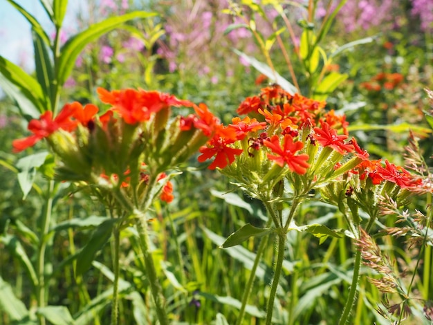 Wspólna Zorka lub Lychnis chalcedonica to gatunek dwuliściennej rośliny kwitnącej z rodzaju Lychnis z rodziny Caryophyllaceae Czerwone kwiaty łąkowe latem na polu