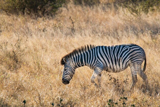 Wspólne dziecko zebry Kruger National Park Republika Południowej Afryki