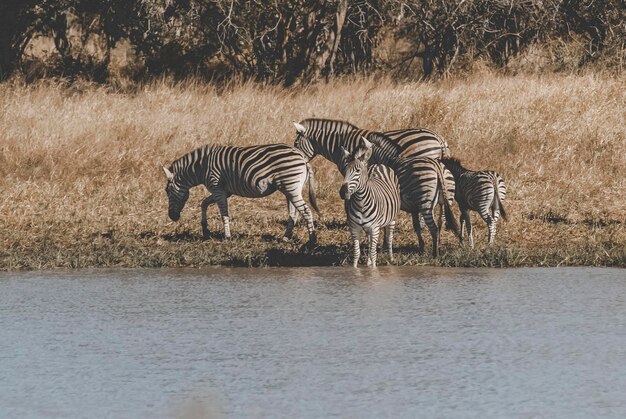 Wspólne dziecko zebry Kruger National Park Republika Południowej Afryki