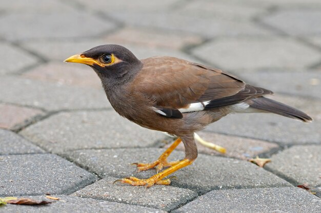 Wspólne Myna Acridotheres tristis Beautiful Birds of Thailand