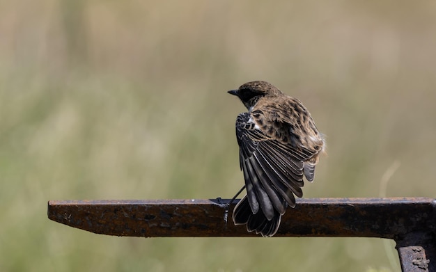 Zdjęcie wspólne stonechat bliska strzał portret zwierzęcia