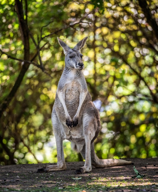 Wspólne wallaroo