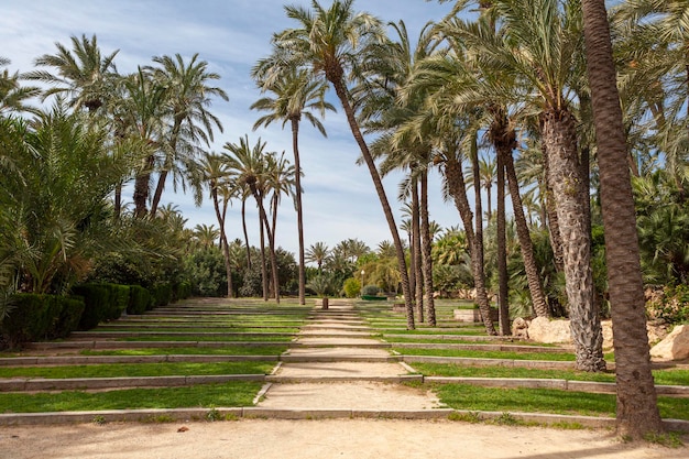 Wspólnota Walencji El Palmeral Park Alicante Nad Morzem śródziemnym Hiszpania