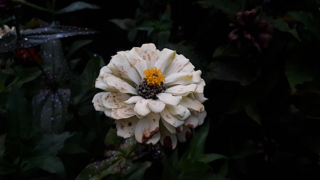 Wspólny kwiat Zinnia elegans lub kolorowy różowy kwiat biały w ogrodzie