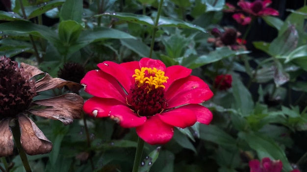 Zdjęcie wspólny kwiat zinnia elegans lub kolorowy różowy kwiat w ogrodzie