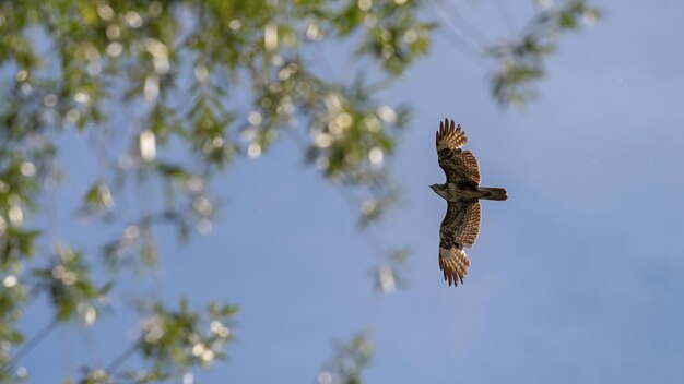 Wspólny lot myszołowa. Buteo buteo.