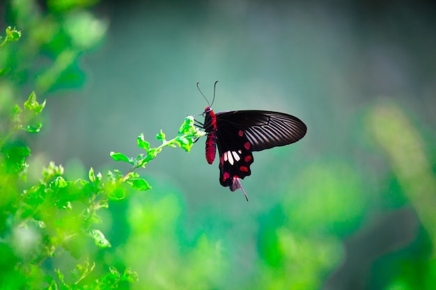 Wspólny Mormon Butterfly