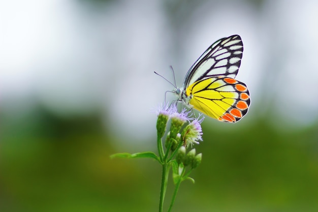 Wspólny Motyl Jezebel