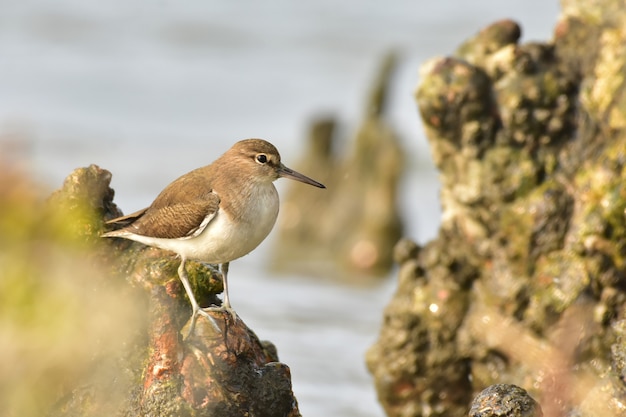 Wspólny Redshank Lub Po Prostu Redshank Jest Brodzikiem Eurazjatyckim W Dużej Rodzinie Scolopacidae.