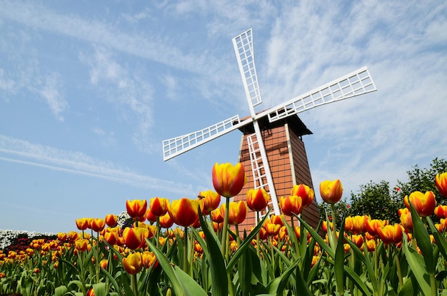 Zdjęcie wspólny wiatrak tulipa liliaceae tulipanowiec