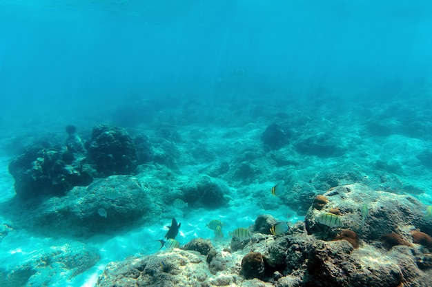 Wśród pułapek i martwych koralowców pływają kolorowe rybki. Wyspy Andaman i Nicobar. Neila, Havelocka. Pojęcie snorkelingu i nurkowania. Malediwy podwodna przyroda, życie morskie, przygoda z rurką