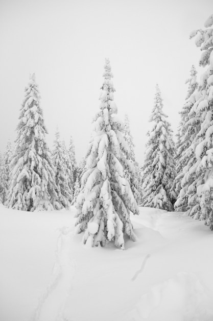 Wszystko jest pokryte śniegiem. Snowy drzew w lesie. Bożenarodzeniowy śnieżny ranek w lesie. Choinka pokryta śniegiem