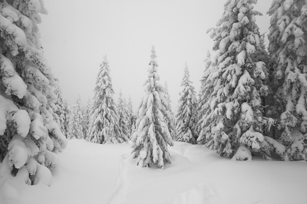 Wszystko jest pokryte śniegiem. Snowy drzew w lesie