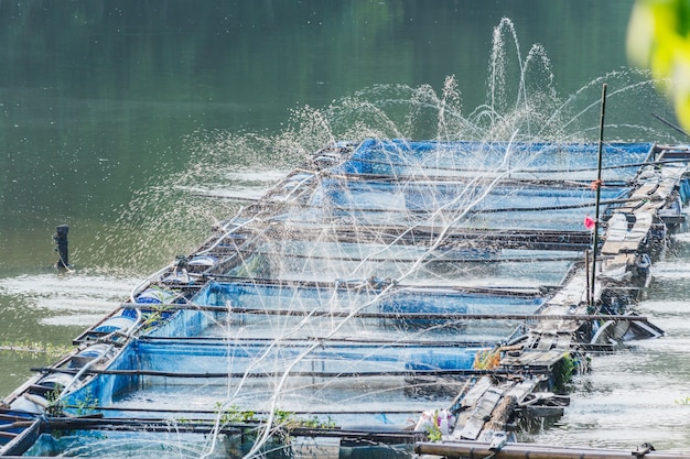 Zdjęcie wtrysk wody, tlen w nilu tilapia hodowla ryb