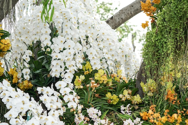 Wybielaj Dekorację Z Kwitnącej Orchidei Na Drzewie Z Inną żółtą Orchideą