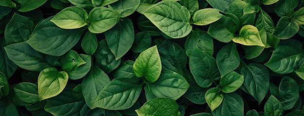 Wybitna zielona tekstura liściasta na naturalnym tle