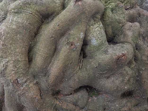 Wyboista struktura kory kory drzewa Zbliżenie pnia drzewa Kora drzewa