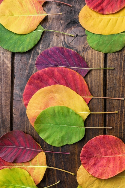 Zdjęcie wybór kolorowych jesiennych liści