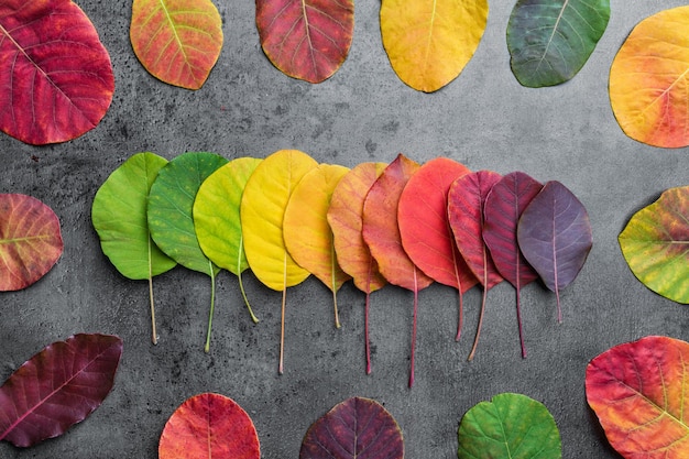 Zdjęcie wybór kolorowych jesiennych liści