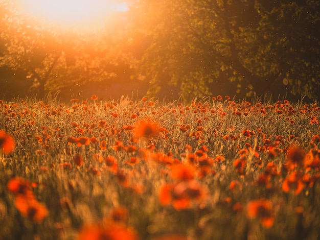 Wybrane zdjęcie delikatnych czerwonych kwiatów maków na gęstym polu oświetlonym złotym światłem słonecznym w Niemczech