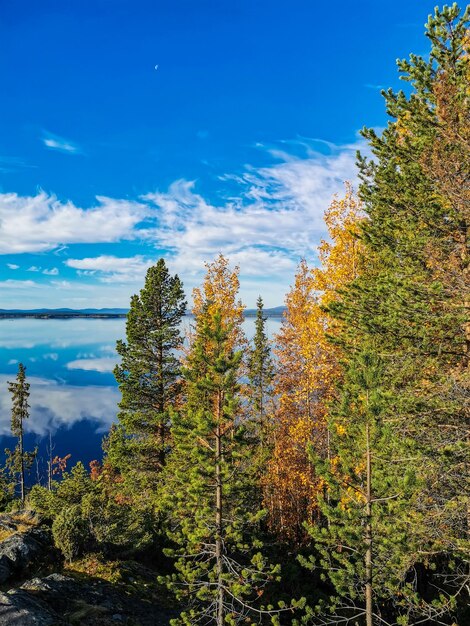 Wybrzeże Morza Białego z drzewami na pierwszym planie i kamieniami w wodzie w słoneczny dzień Karelia