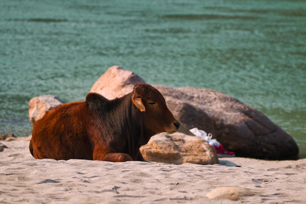 Wycieczka do Rishikesh na rafting i zwiedzanie