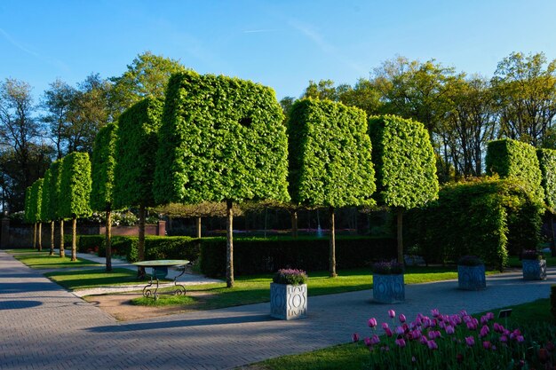 Zdjęcie wycięte drzewa w ogrodzie kwiatowym keukenhof w holandii