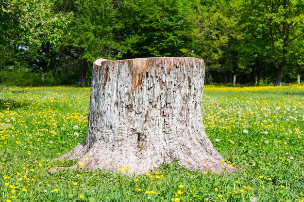 wycięty pień drzewa w ogrodzie