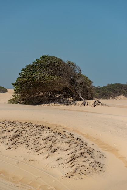 Wydmy Cumbuco w Caucaia w pobliżu Fortaleza Ceara Brazylia