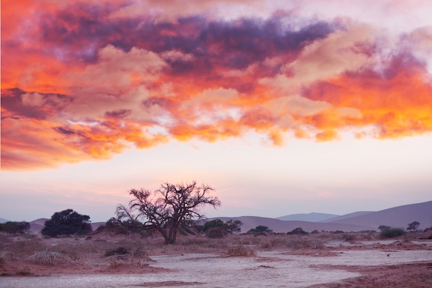 Wydmy I Martwe Drzewa Akacjowe Na Pustyni Namib, Dead Vlei, Sossusvlei, Namibia, Afryka. Znane Miejsce Turystyczne