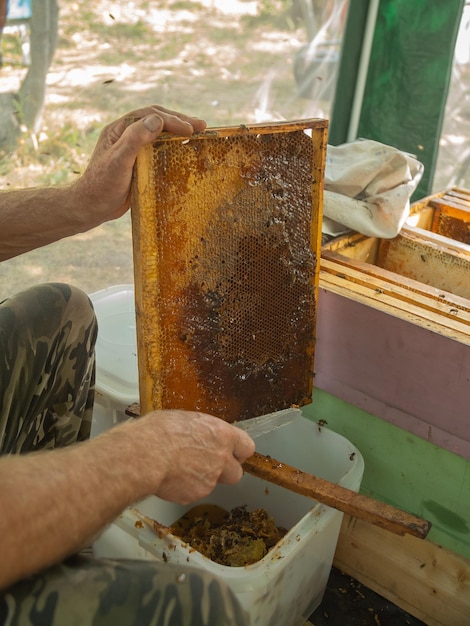 Wydobywanie miodu z koncepcji plastra miodu Zbliżenie pszczelarza wycinającego pokrywki woskowe gorącym nożem z plastra miodu do ekstrakcji miodu