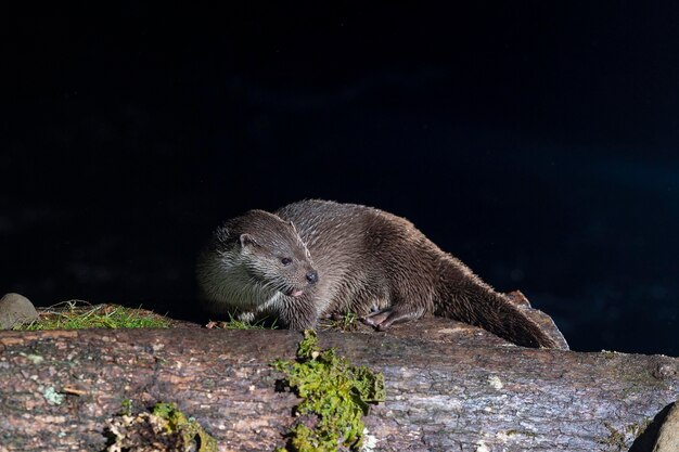 Wydra (Lutra lutra) Leon, Hiszpania