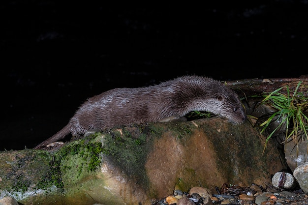 Wydra (lutra Lutra) Leon, Hiszpania