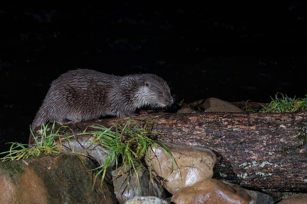 Wydra (Lutra lutra) Leon, Hiszpania