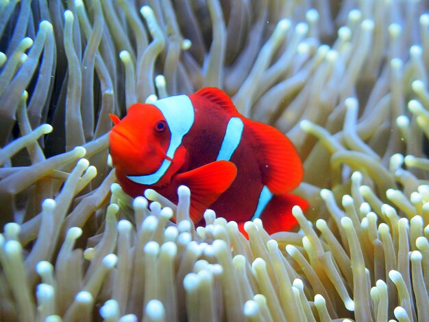 Zdjęcie wygląd klauna w raja ampat