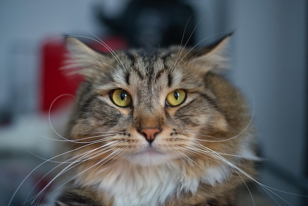 Wygląd kota syberyjskiego Puszysty kot Wakacje w domu z kotem Hipoalergiczny kot Długie wąsy