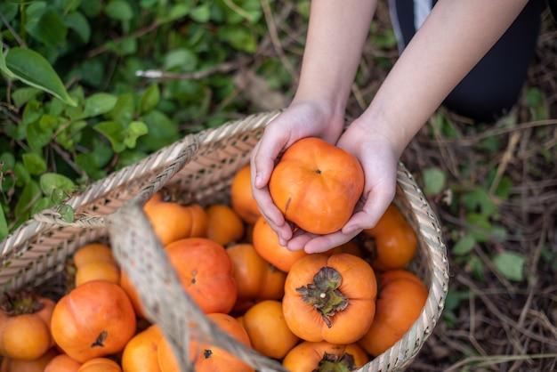 Wyjmij ręcznie persimmon z koszyka persimmon