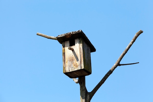 Wykonana z desek stara drewniana budka dla ptaków, zamocowana na gałęziach drzew na tle błękitnego nieba, zbliżenie