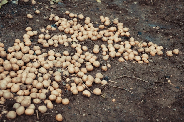 Wykopane ziemniaki leżą na ziemi.
