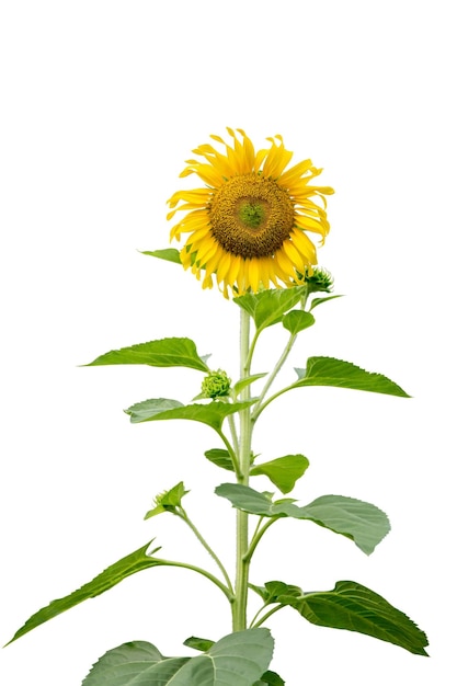 Wykrojnik z kwiatu słonecznika na białym tle