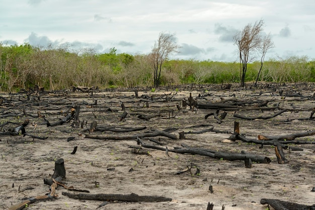 Wylesianie Rodzimych Lasów W Camocim Ceara W Brazylii, 25 Stycznia 2023 R