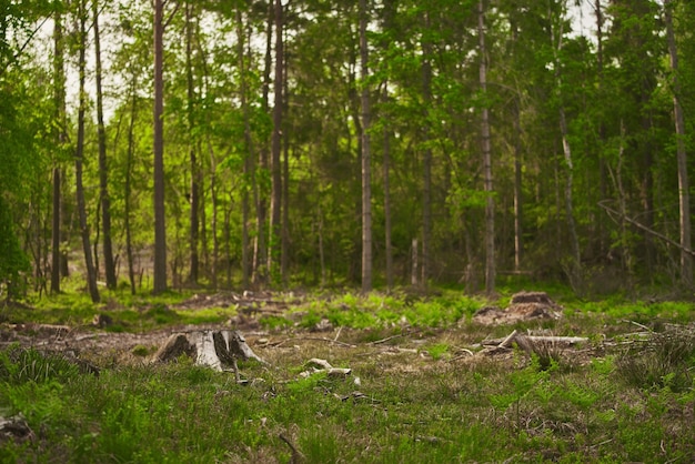 Wylesianie stanowi zagrożenie dla środowiska i zrównoważonego rozwoju Pniaki ściętych drzew Szkody spowodowane działalnością człowieka