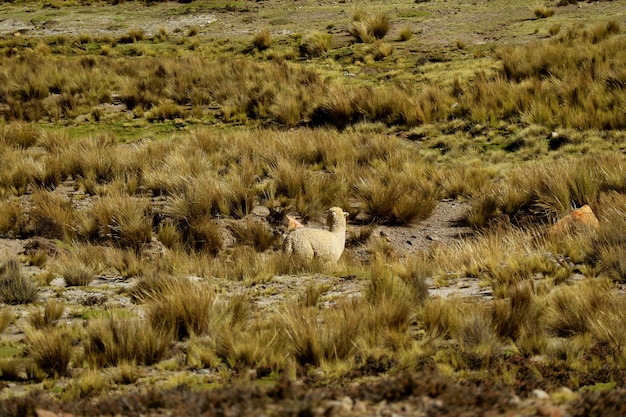 Wypas Alpaki Na Polu Reserva Nacional (national Reserve)