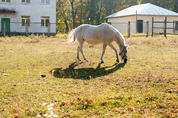 Wypas koni białych poza gospodarstwem lub stajnią, hodowla koni.