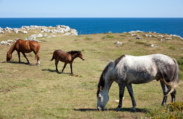 Wypas Koni W Górach Nueva De Llanes W Hiszpanii